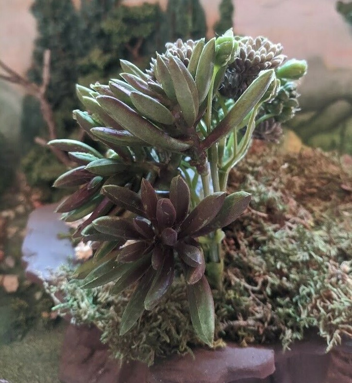 Faux Succulent Plant Pick – Green/Brown Succulent Bundle – 7 inches DA 30004259