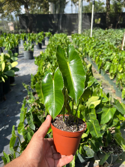 Burle Marx Philodendron Rooted with 4 inch Pots | Indoor & Outdoor Live Tropical