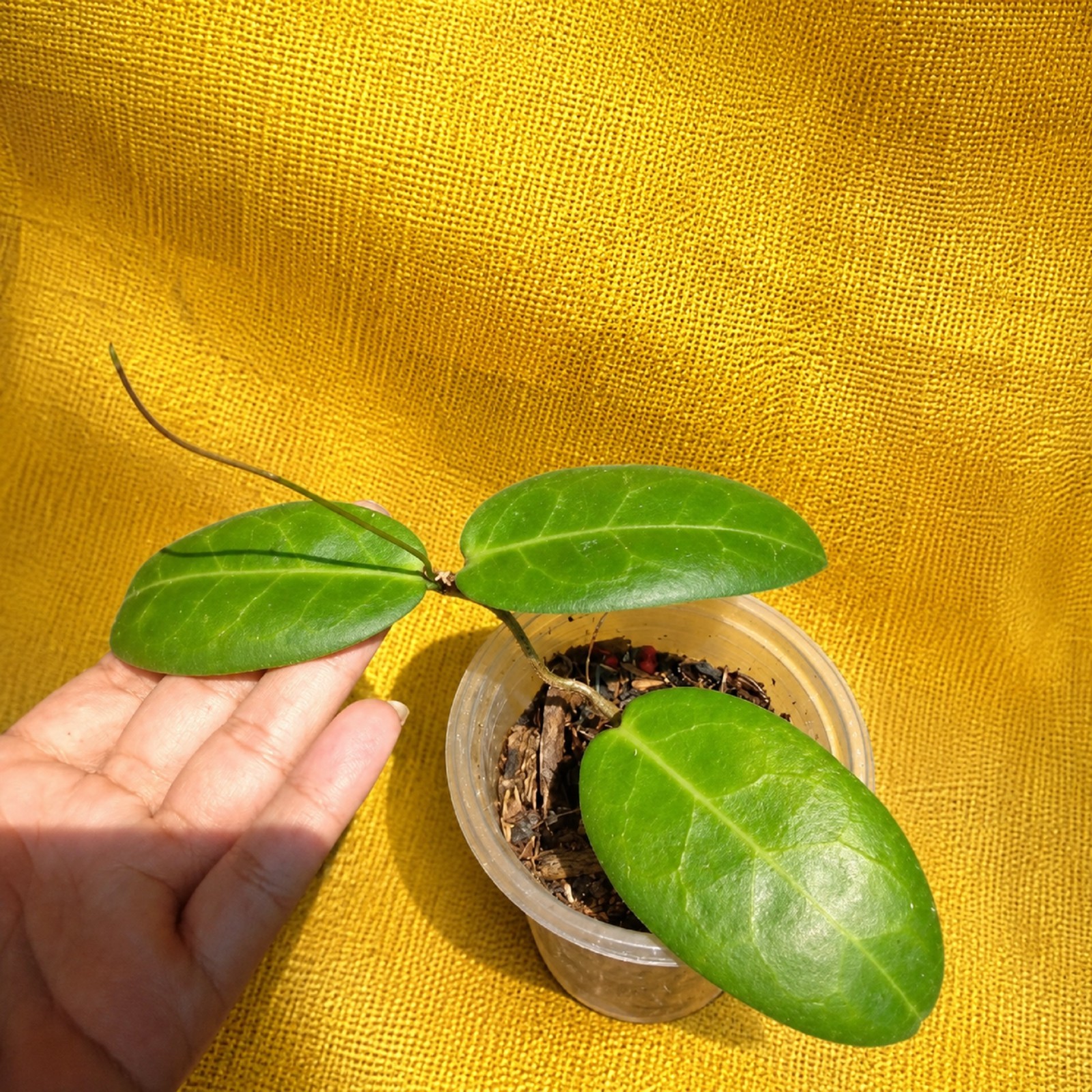 Hoya Piestolepis Live Rare Tropical Wax Plant | Exotic Climbing Houseplant