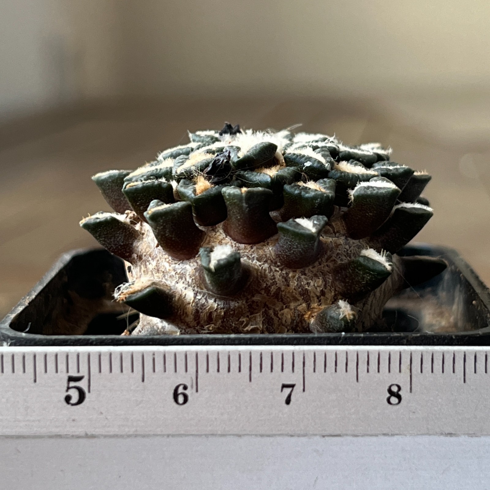 A33-1117 Cactus kotschoubeyanus, PP411, albiflorus, Tula, grafted