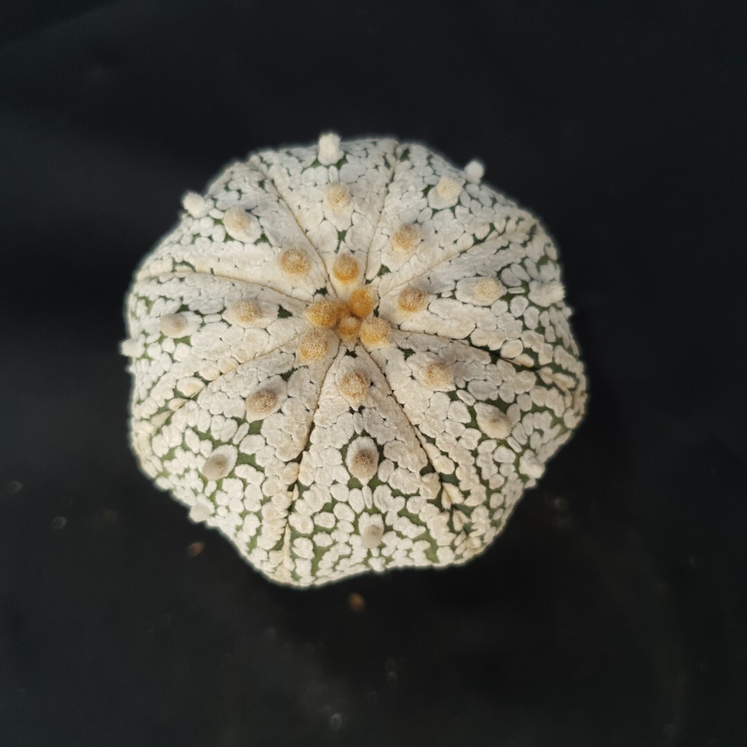 Astrophytum asterias ‘SUPER KABUTO’ seedling, seedgrown