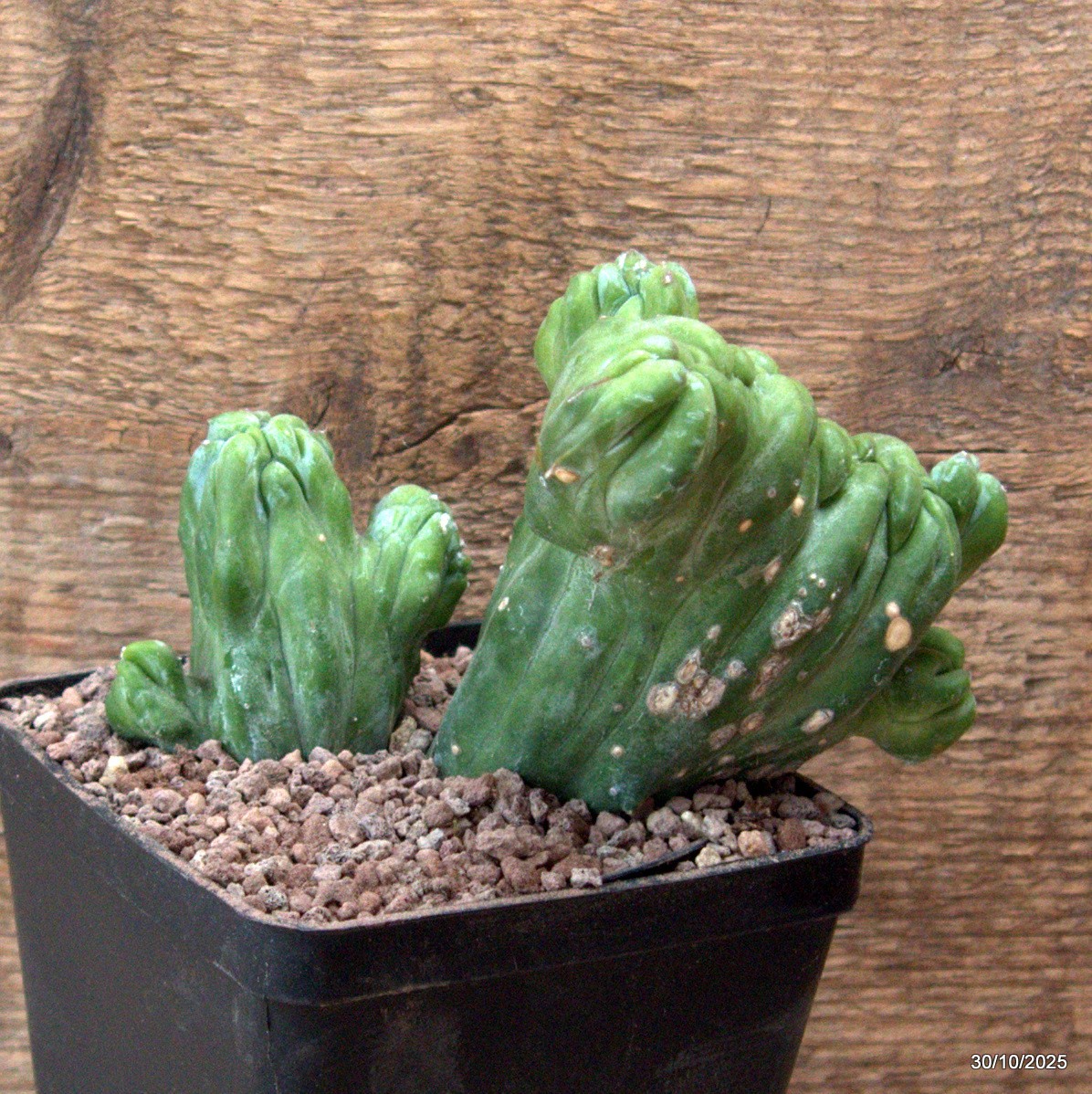 D7228 MYRTILLOCACTUS GEOMETRIZANS CRESTED pot10-H12-W15 cm MaMa Cactus