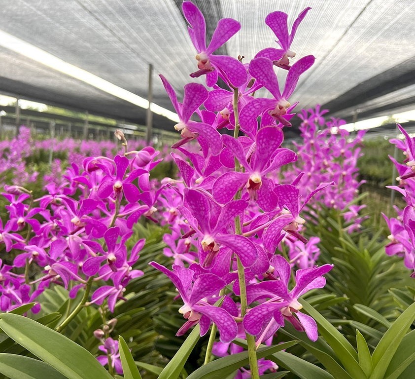 1 Plant of Ramasamyara ‘mutant pink’ Fresh Cutting 30-40Cm.