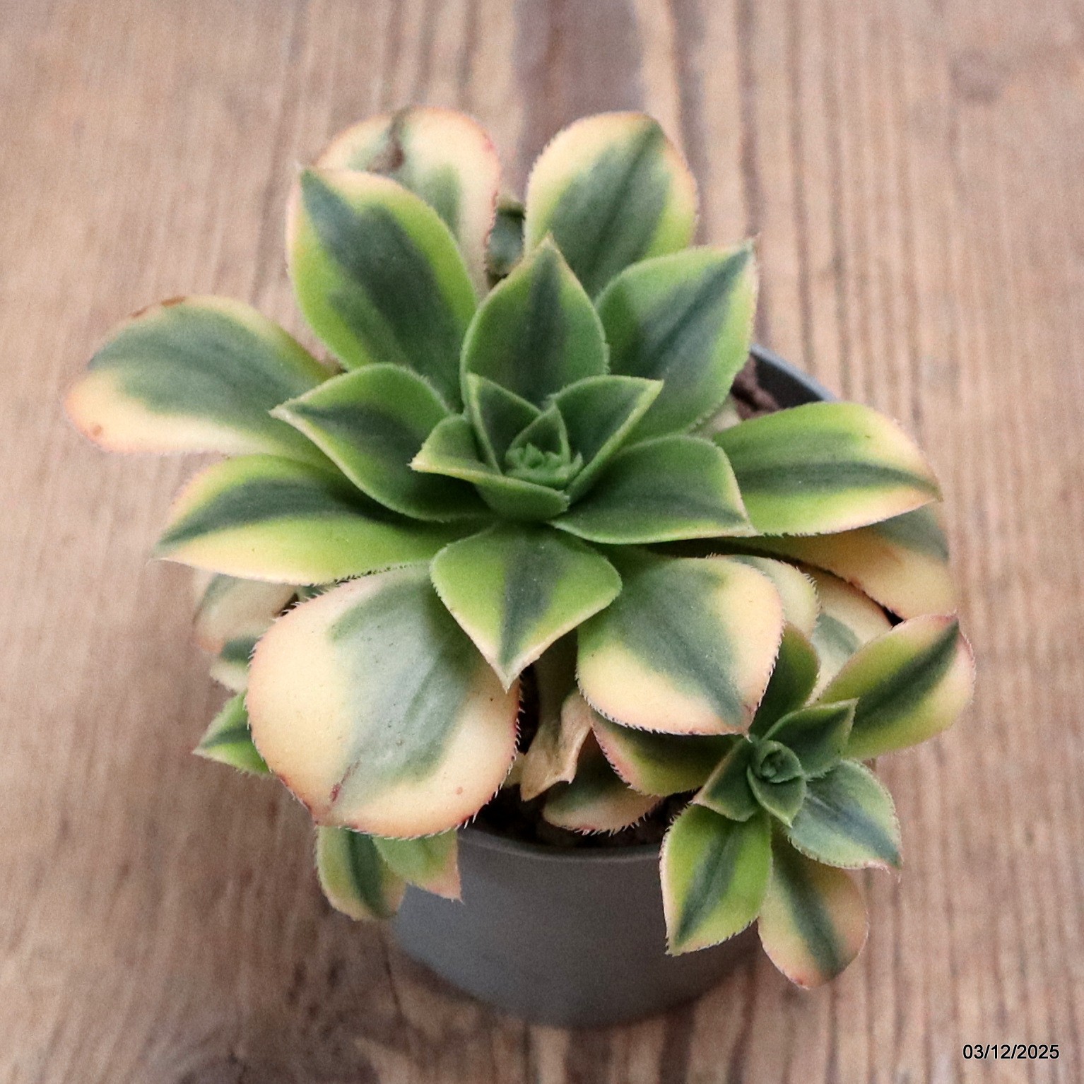 D7650 AEONIUM FLORESENS VARIEGATED pot6,5-H6-W11 cm MaMa Cactus