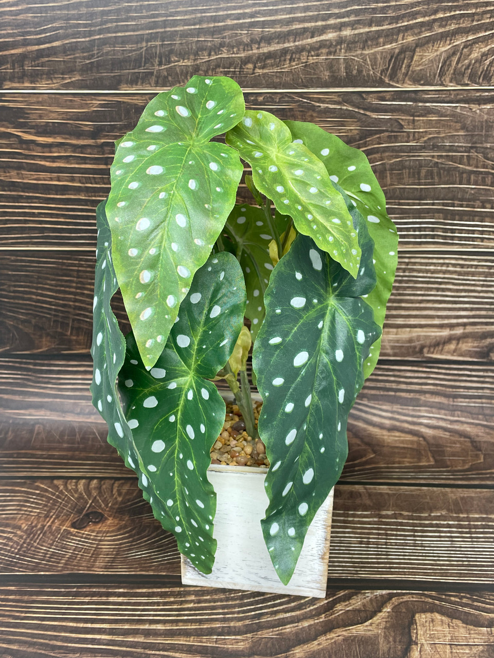13″ Potted faux Angel Wing Spotted Begonia silk plant in White wood box – Home D
