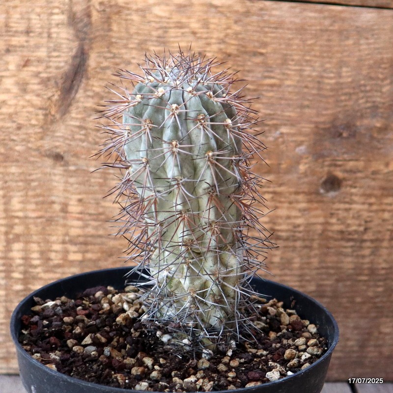 D5364 ACANTHOCALYCIUM GLAUCUM pot14-H13-W5 cm MaMa Cactus