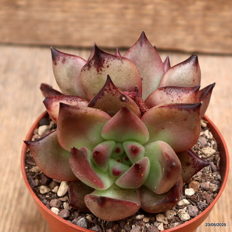 D4332 ECHEVERIA AGAVOIDES “ROMEO” pot8,5-H7-W9 cm MaMa Cactus