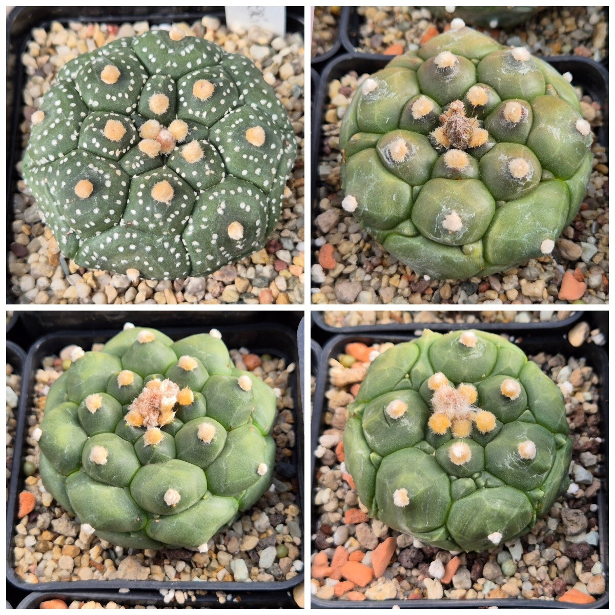 Astrophytum asterias ‘Kikko’ mix 10seeds 2025 year
