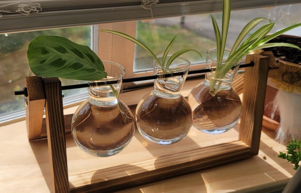 Plant Terrarium with Wooden Stand Air Planter Bulb Glass Vase Metal Swivel