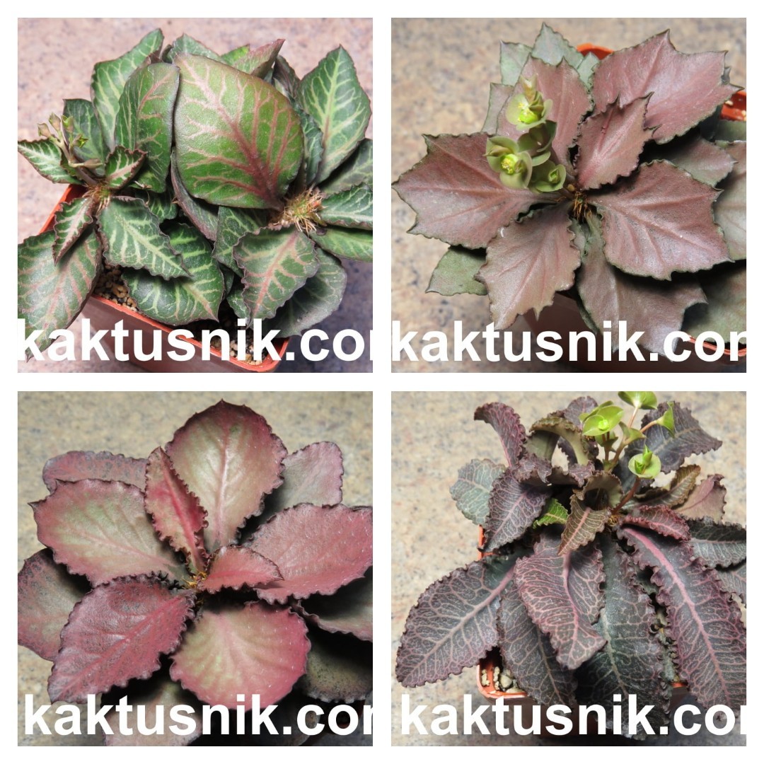 Euphorbia francoisii hybrids 5seeds harvest 2025