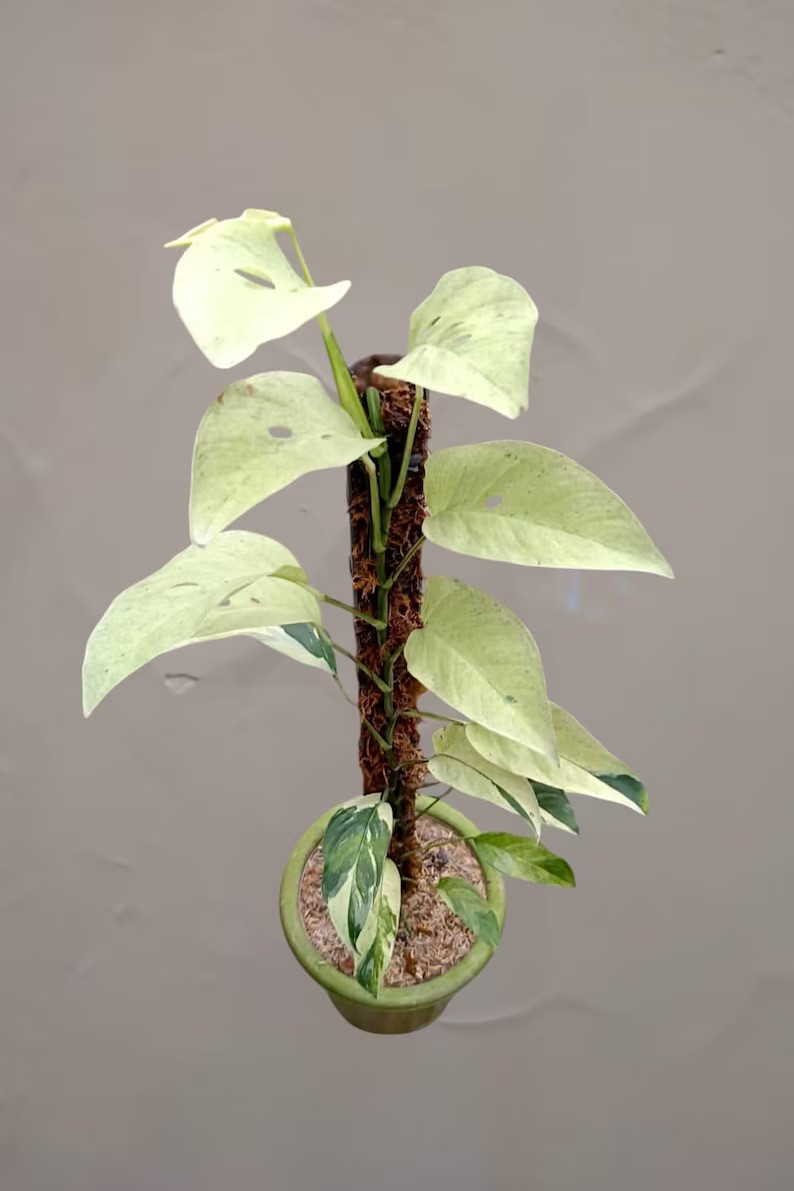 Monstera Laniata Mint Variegated Very Beauty Real Picture