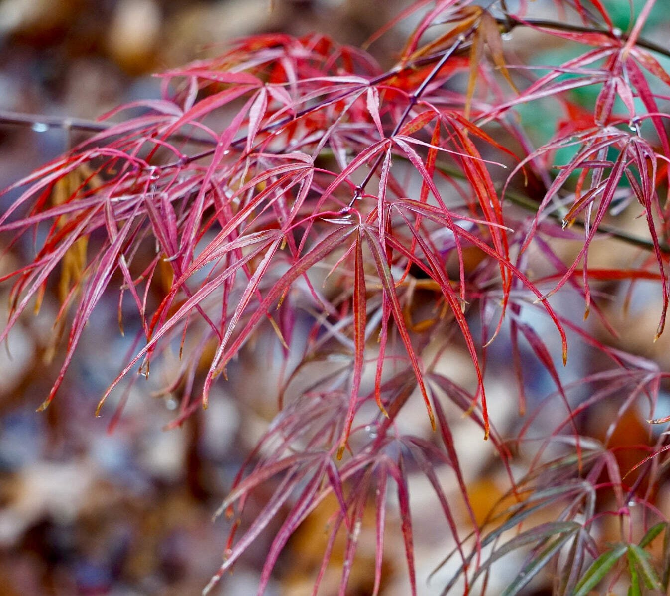 Acer palmatum cv ‘Koto-no-ito’ – Japanese maple | Smooth Japanese maple
