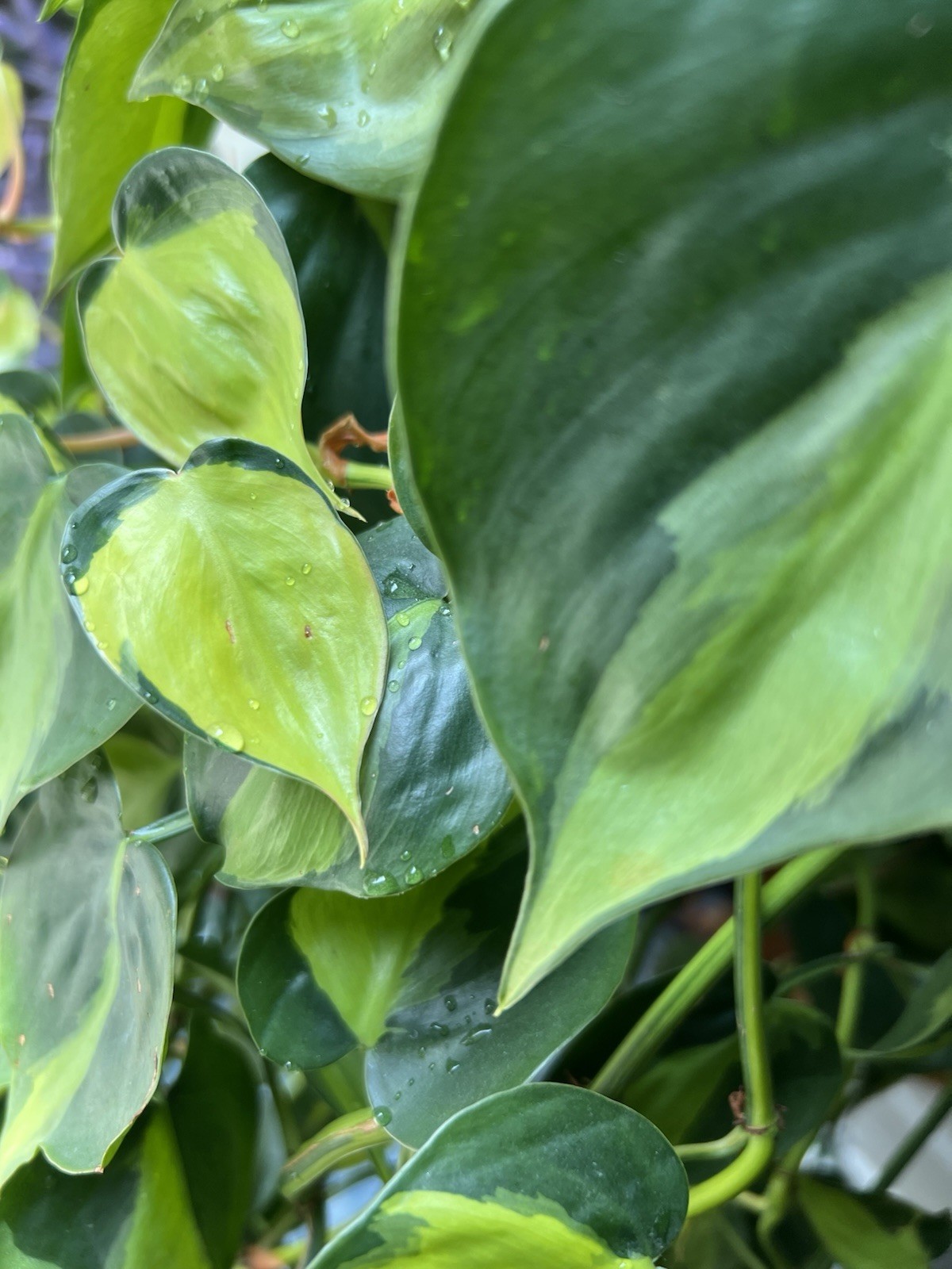 Bundle of 8 Unrooted Plant Cuttings – Philodendron, Pothos Varieties
