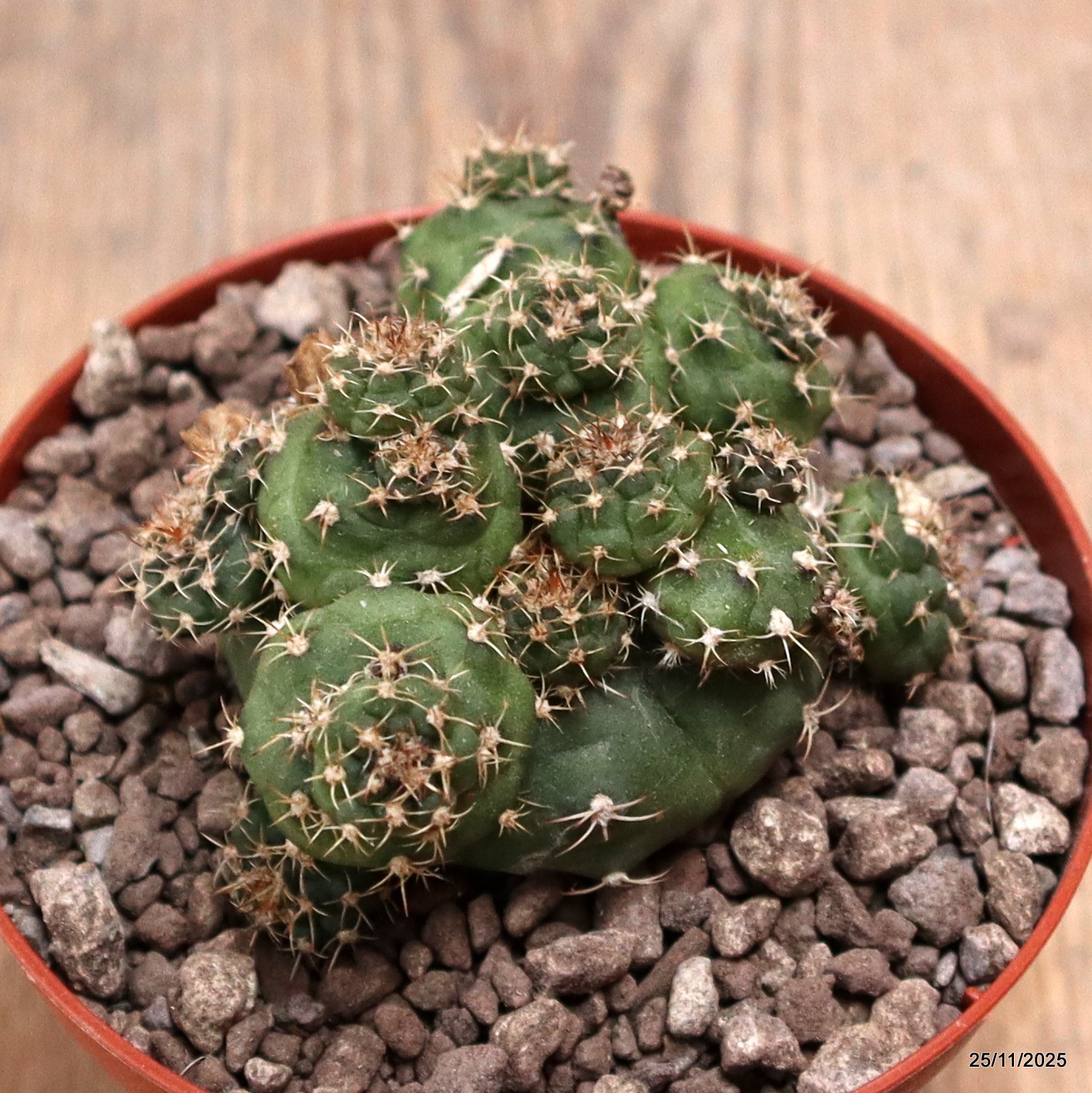 D7487 GYMNOCALYCIUM SP. MONSTER pot10-H6-W8 cm MaMa cactus