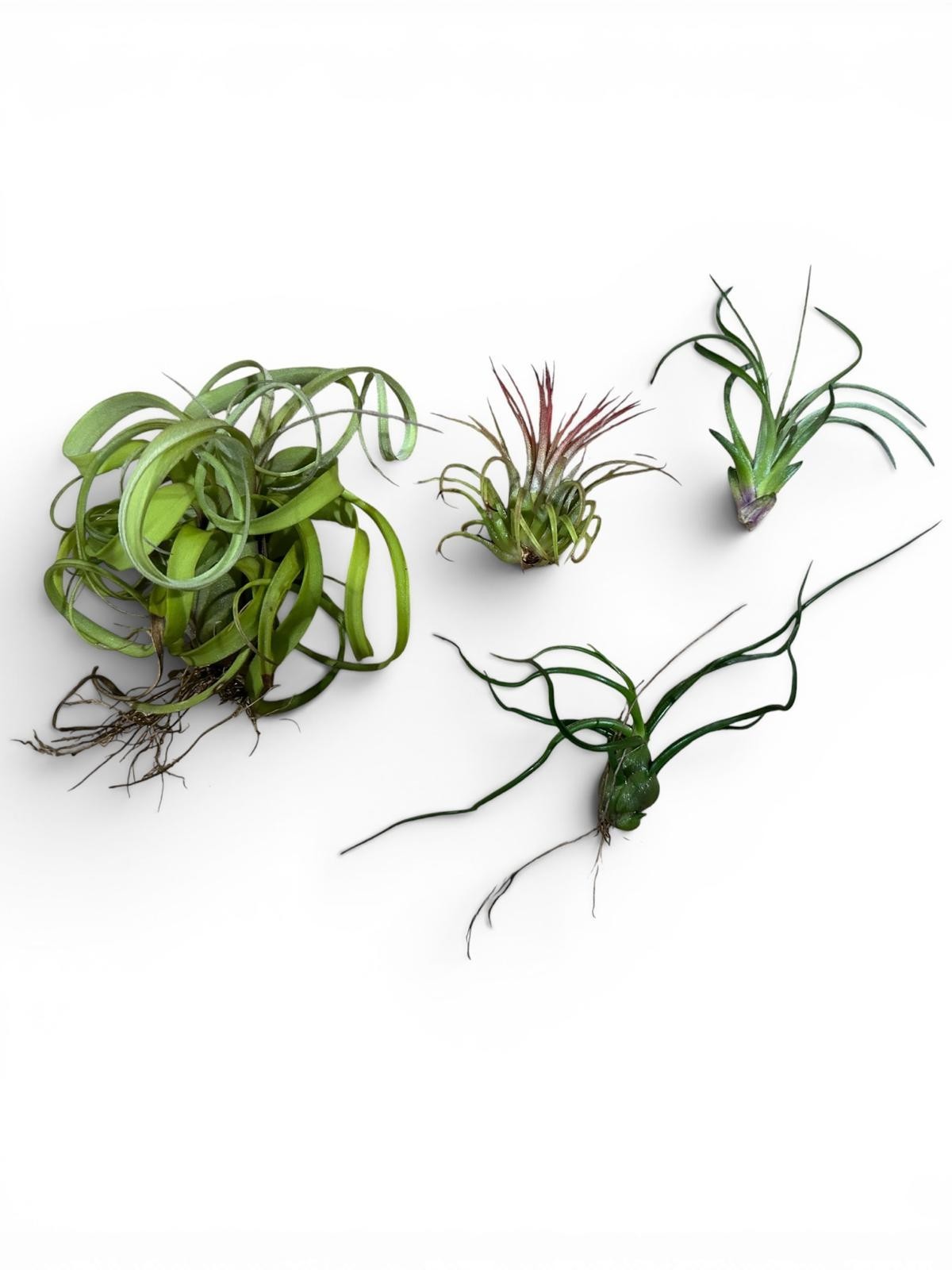 Air Plant Display Kit 4 Tillandsia Tray Glass Gems Shells Coastal Live Decor