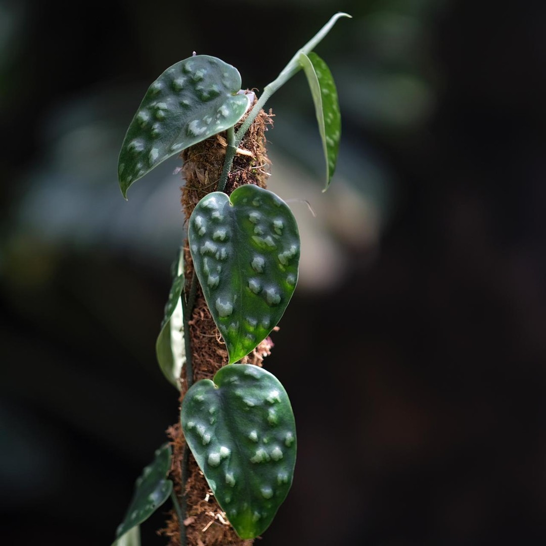 Real Pict Scindapsus Black Mamba Rare Plant