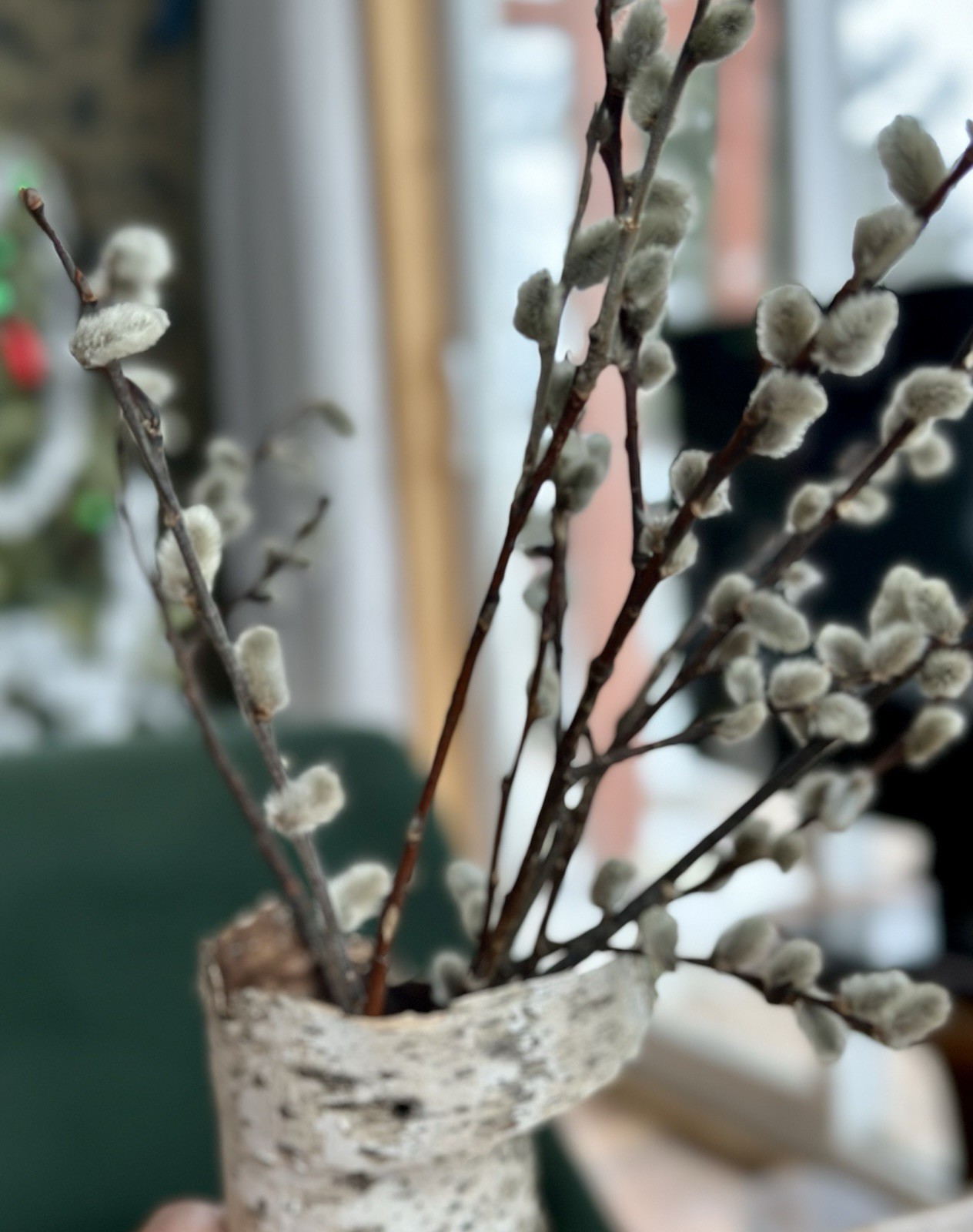 Real dried Pussy Willow Spring Flowers length 12-16” – 6 Stems Natural decor