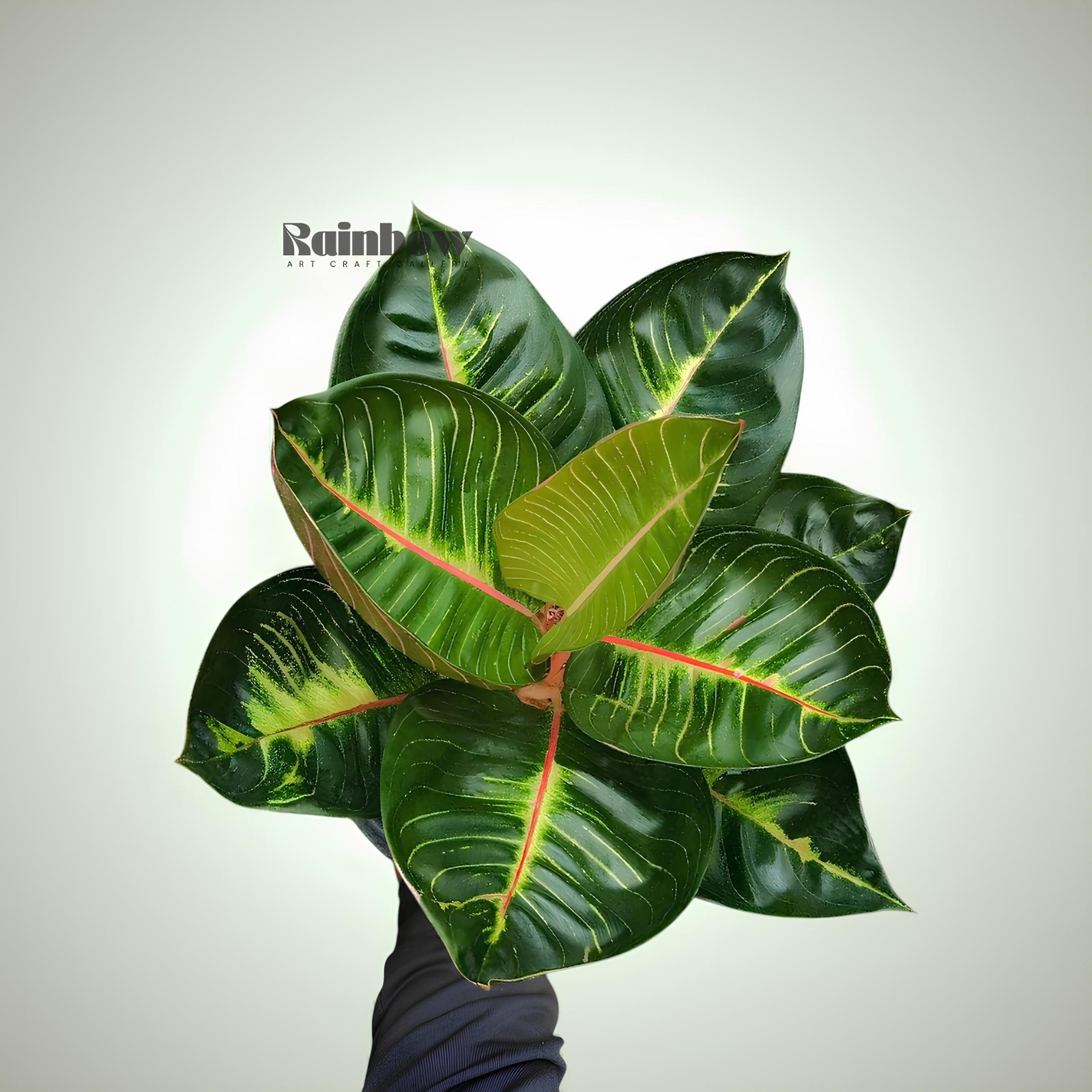 Aglaonema Black Moonlight Gerhana Beatiful Ornamental Plant