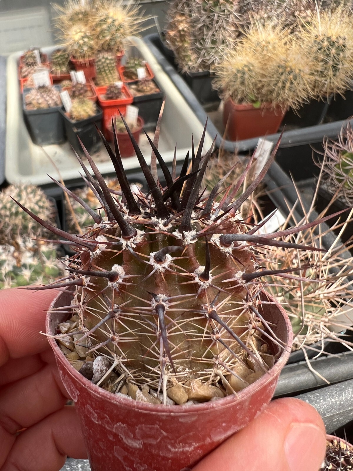 50 seeds Lobivia aurea VG 1093, selected