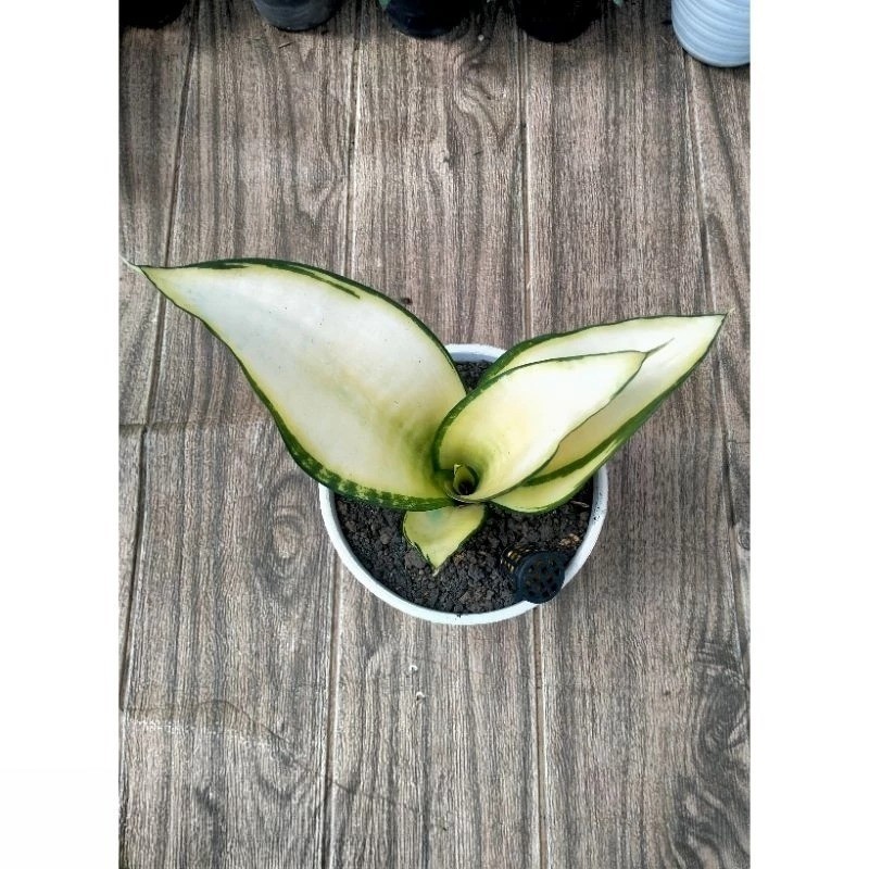 Sansevieria Asahi Mutation Rare Snake Live Exotic Plant PL030