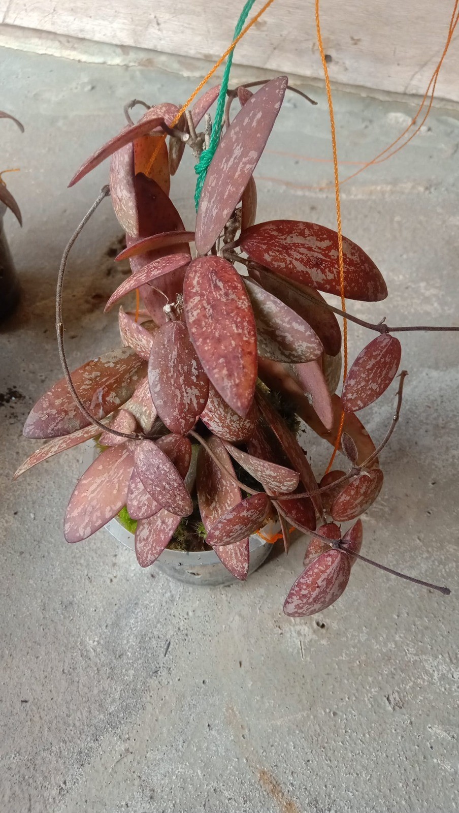 Hoya Aff Sigillatis Red Sp Borneo Big Size Rare Tropical Wax Plant