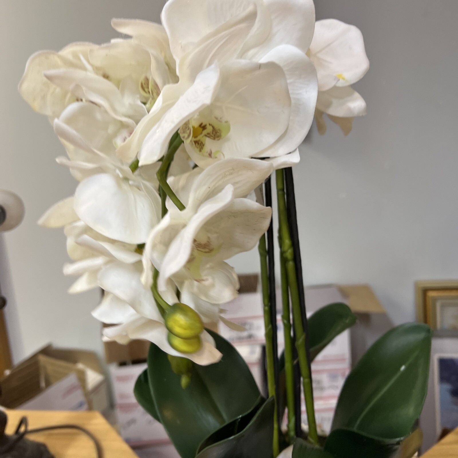 22″ Orchid Green White In Ceramic Pot Planter Valerie Parr Hill
