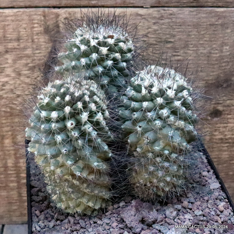 D3650 COPIAPOA PAPOSENSIS pot14-H11-W12 cm MaMa Cactus