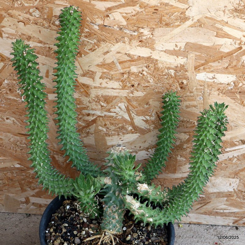 D4591 MONADENIUM REFLEXUM pot27-H43-W42 cm MaMa Cactus