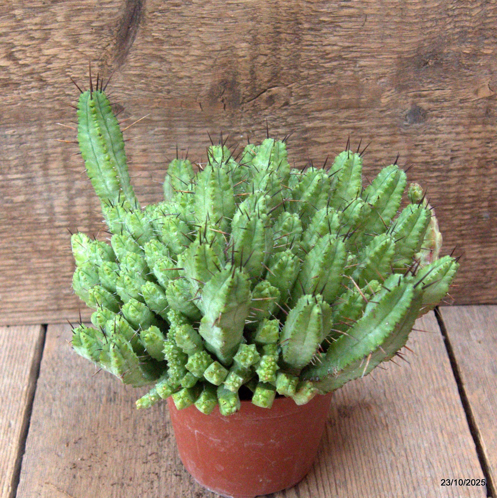 D7129 EUPHORBIA ENOPLA pot10-H14-W20 cm MaMa Cactus