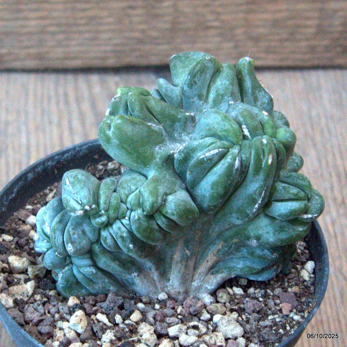 D6888 MYRTILLOCACTUS GEOMETRIZANS CRESTED pot10-H7-W9 cm MaMa Cactus