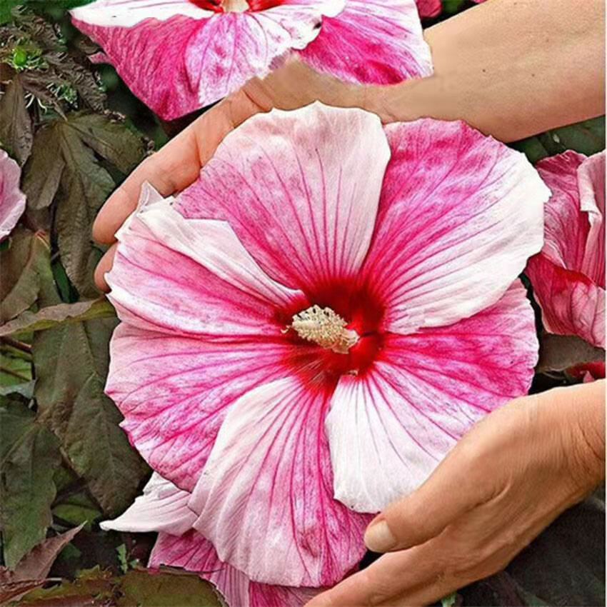 100 Red Hibiscus seeds Hibiscus Rosa-sinensis Garden Flowers seeds
