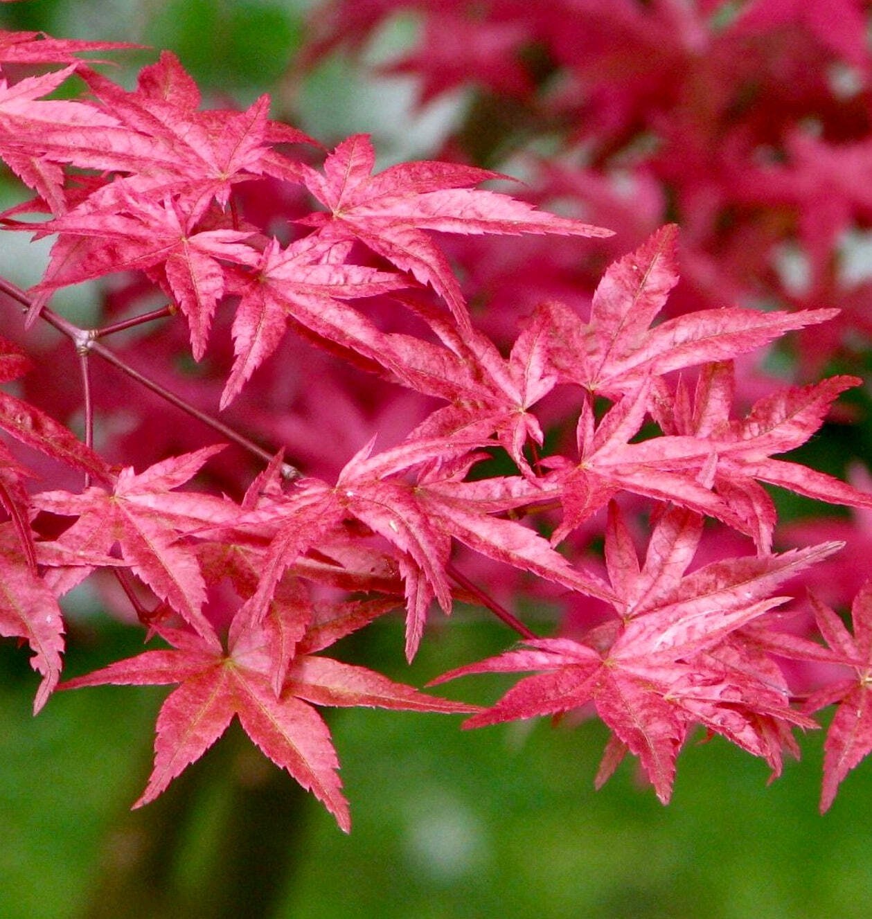 Acer palmatum cv 赤い火山 Akai kazan Deshojo – Japanese maple | Smooth Japanese mapl