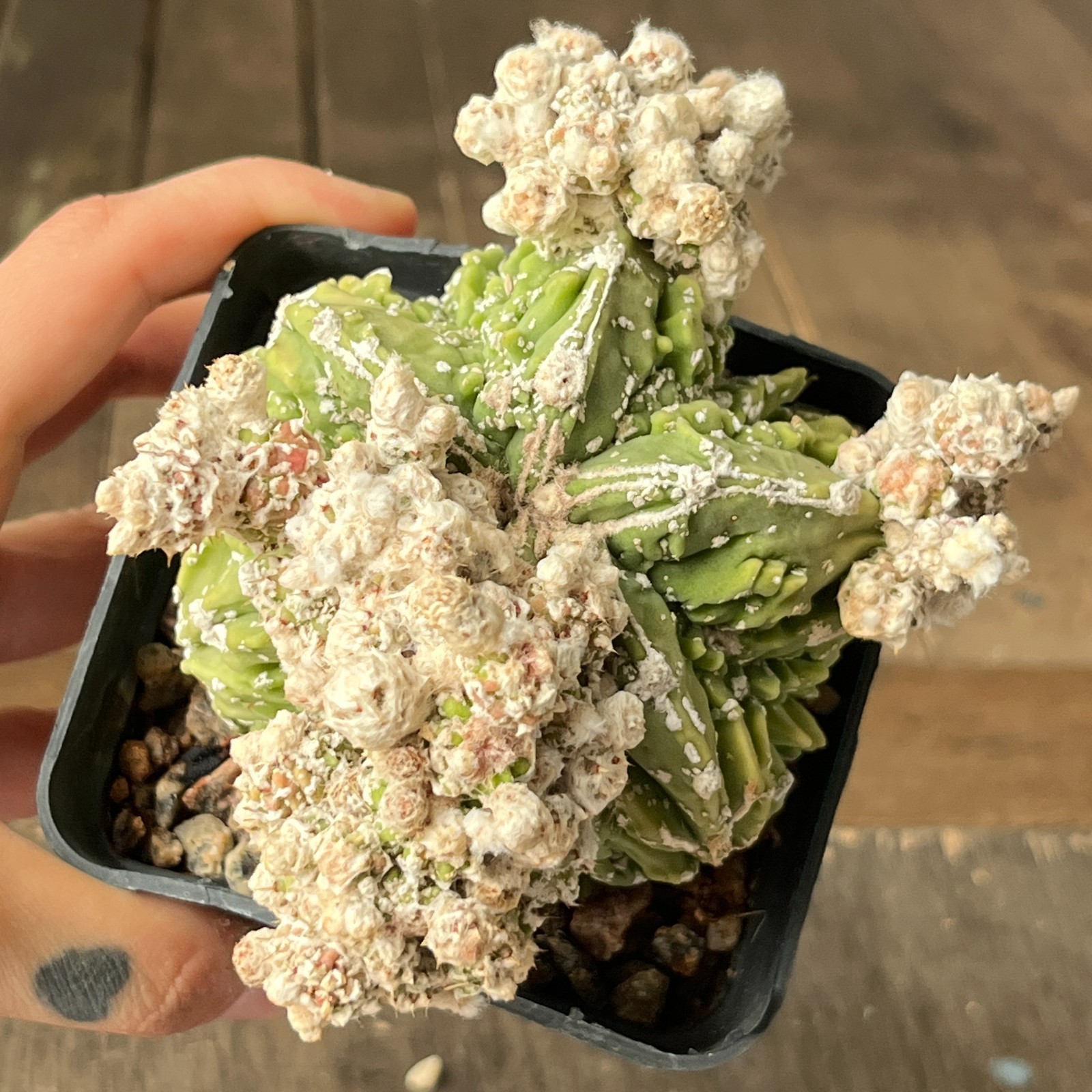 A39-2041 Astrophytum myriostigma cv. Fukuryu, own root