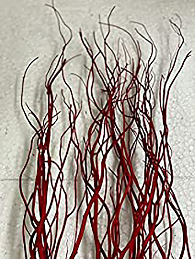 Curly Ting Pack of 10 Stems 24in Red