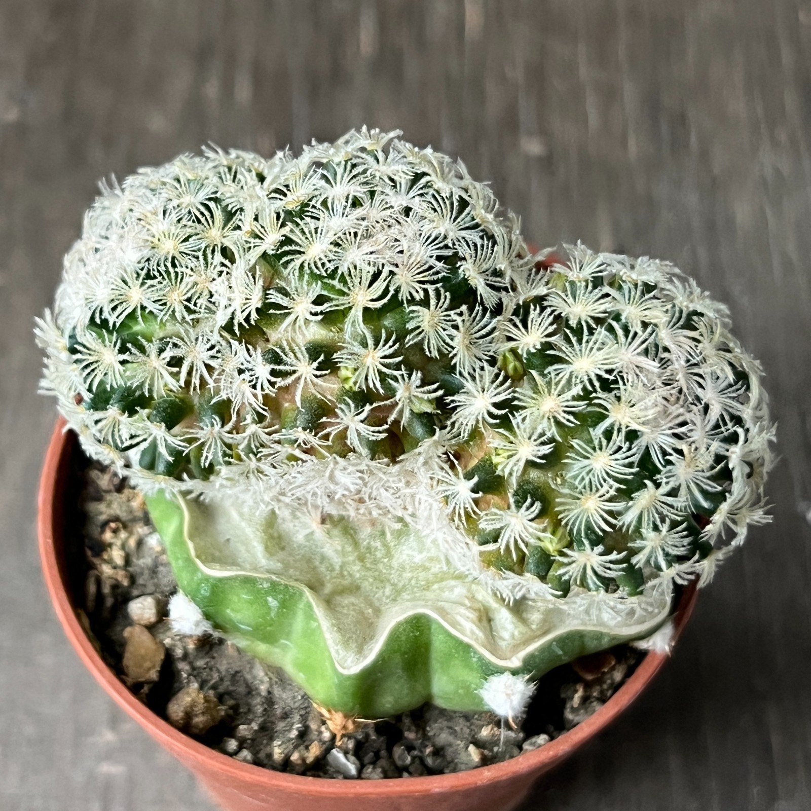 A27-655 Mammillaria Roemeri, grafted