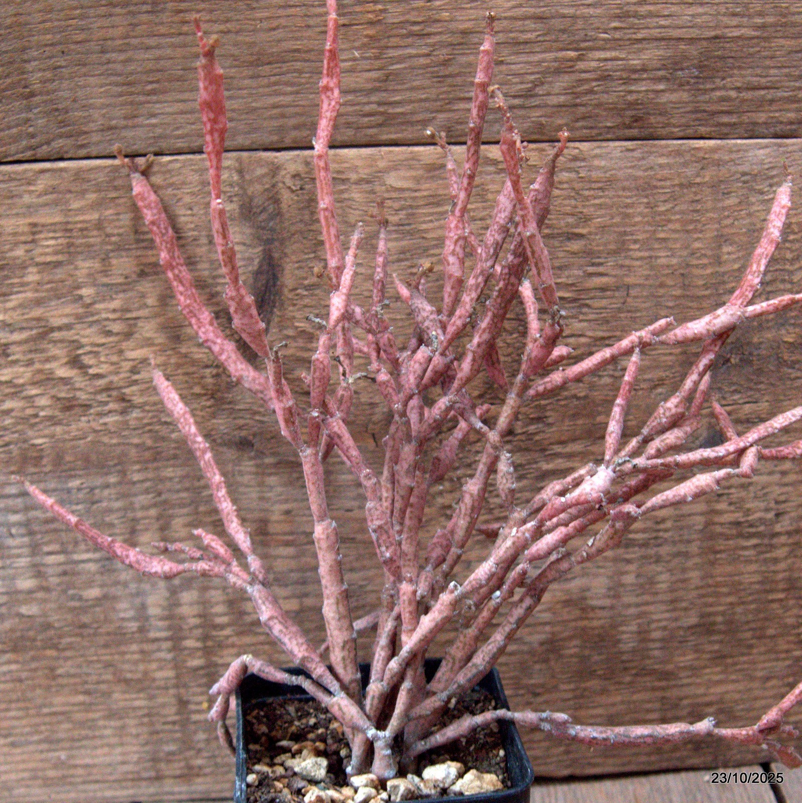 D7119 EUPHORBIA PLATYCLADA pot8-H25-W24 cm MaMa Cactus