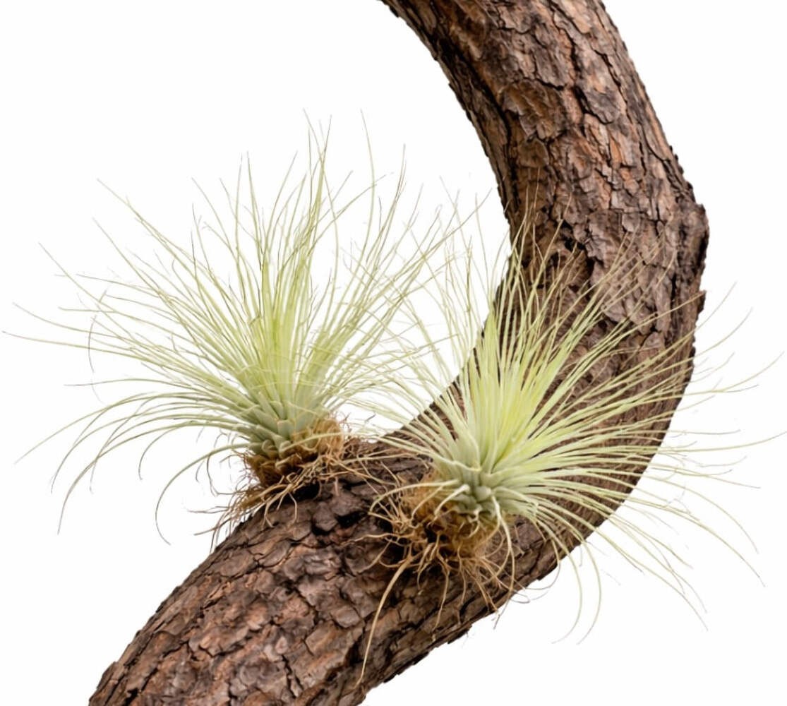 Tillandsia argentea 5-10cm – Silver air plant | Silver tillandsia