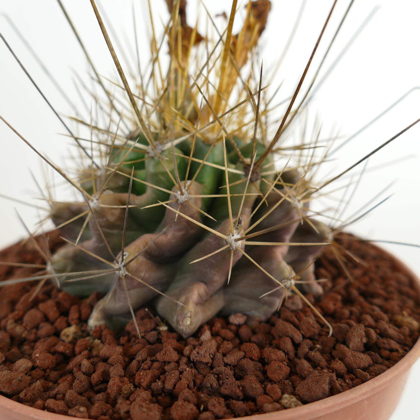 Ferocactus hamatacanthus GOLDEN SPINES – Fishhook barrel cactus | Texas barrel c
