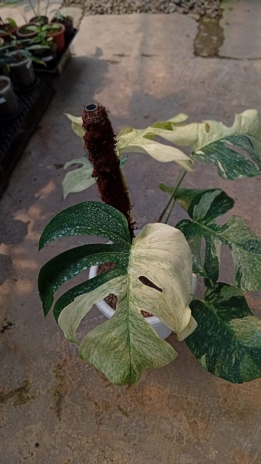 Real Pict Monstera White Mint Variegated 6 Leaves Rare Tropical Plant