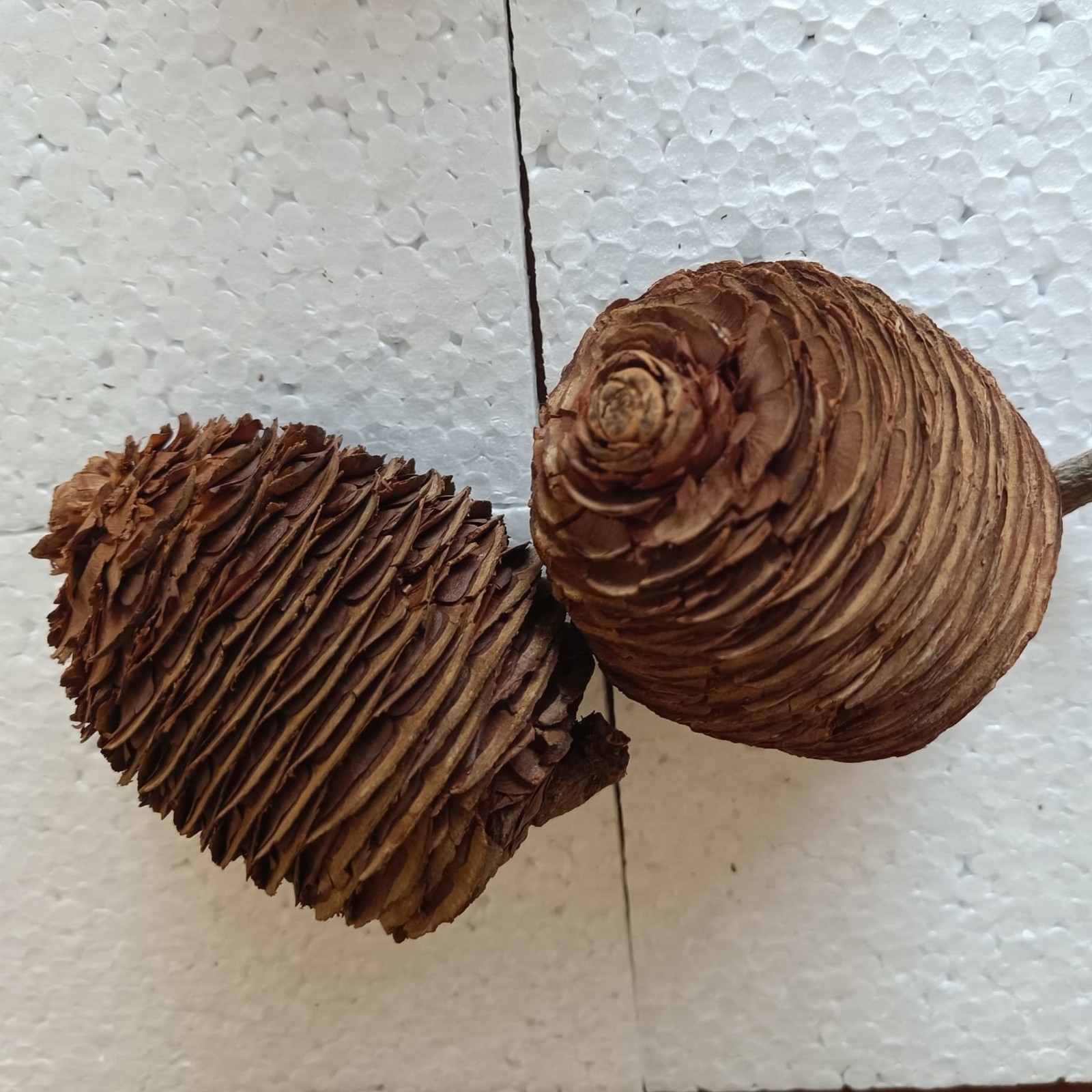 1 Pcs Cedar Cone Of Lebanon | Cedrus Libani Cedar Cone