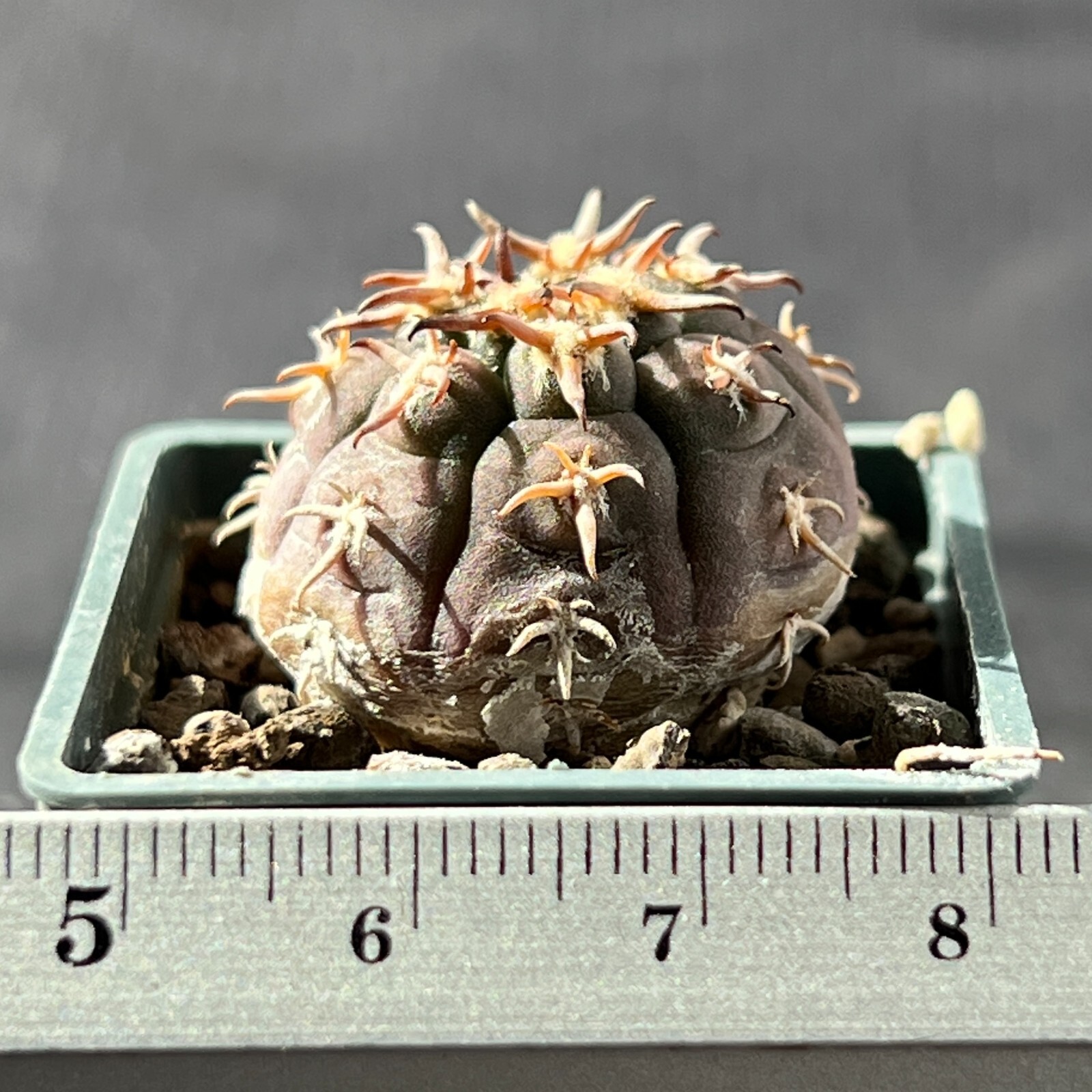 A1-1107. Gymnocalycium unguispinum SL-44b (Own roots)