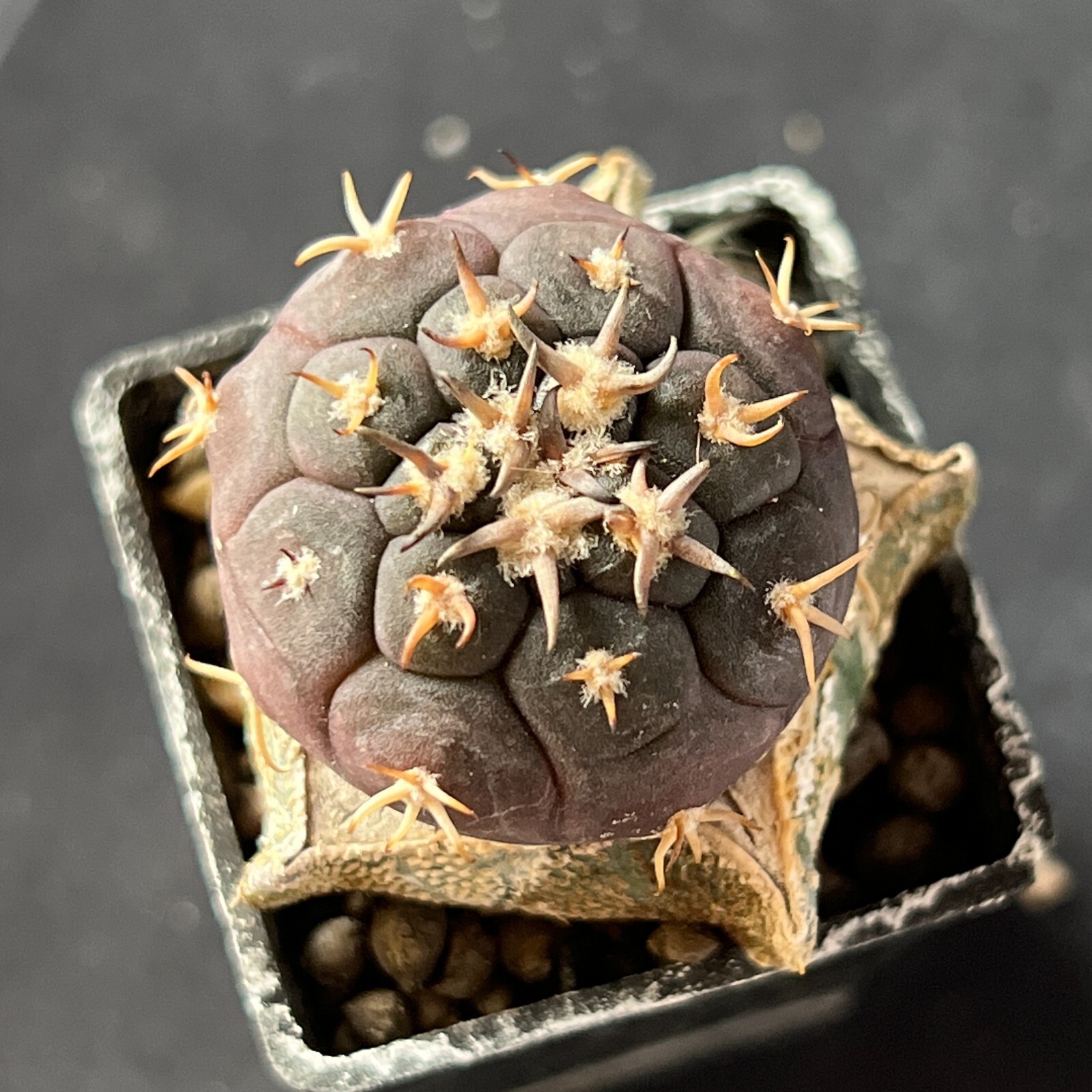 A3-1016. Gymnocalycium unguispinum SL44b, Puerta Tastil (Grafted)