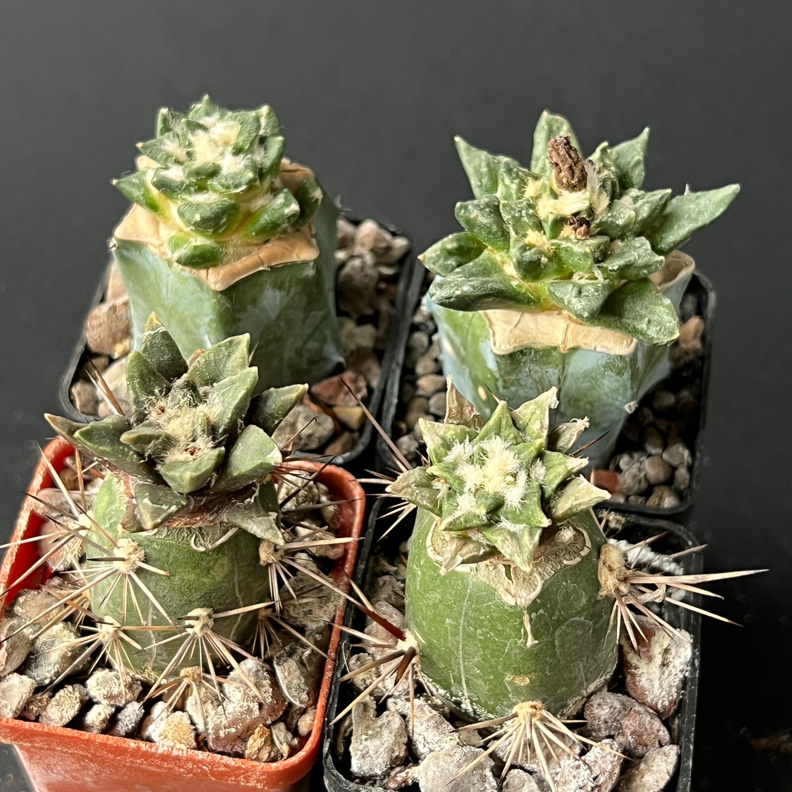 A26-1669. Cactus… hybr. Agavoides x Kotsch., 4 pieces! (Grafted)