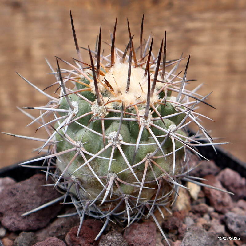 D3764 COPIAPOA CALDERANA pot10-H8-W7 cm MaMa cactus