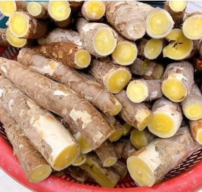 5 Pcs Yellow CASSAVA Manihot esculenta Fresh Cutting