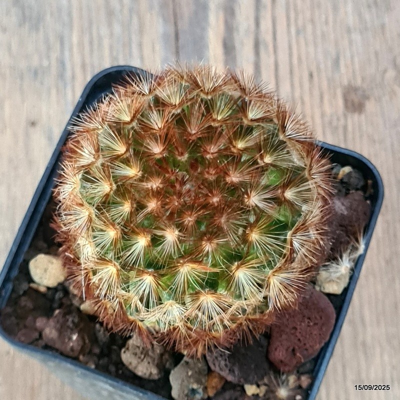 D6418 MAMMILLARIA CARMENAE pot8-H9-W6 cm MaMa Cactus