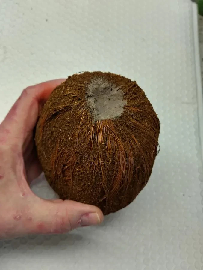 7″ weighted artificial coconut