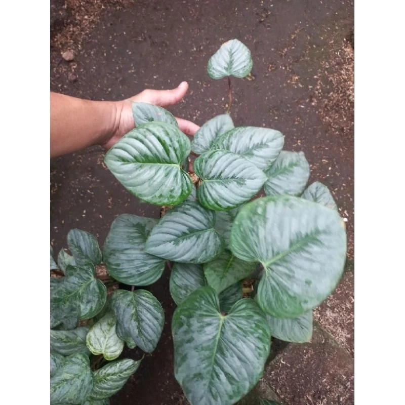 Philodendron Sodiroi Unique Live Tropical Exotic Plant Rare PL128