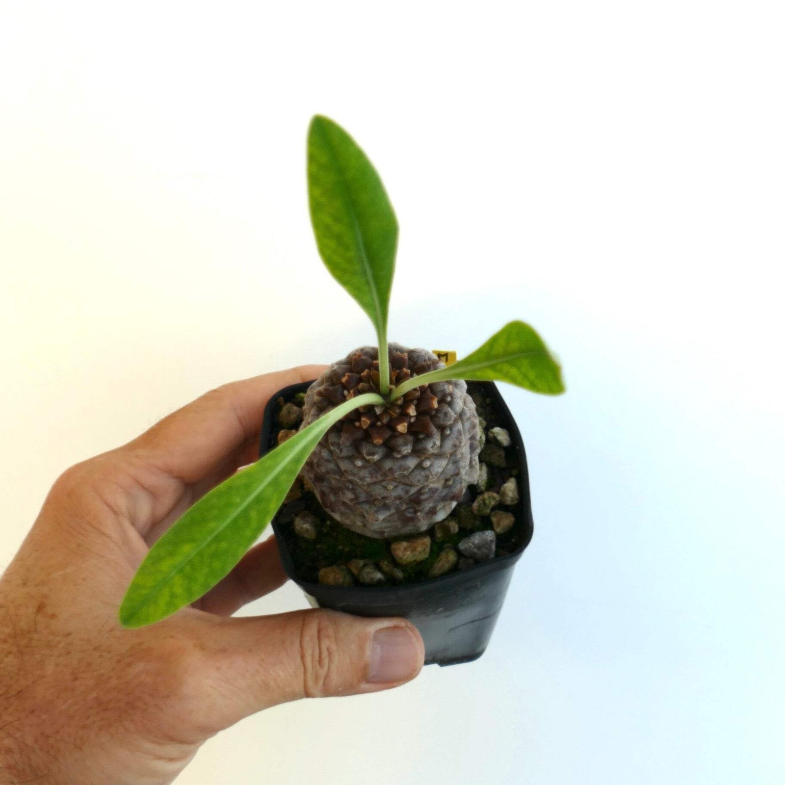 Euphorbia bupleurifolia MALE 5,2cm X 4,7cm – Rare caudiciform succulent