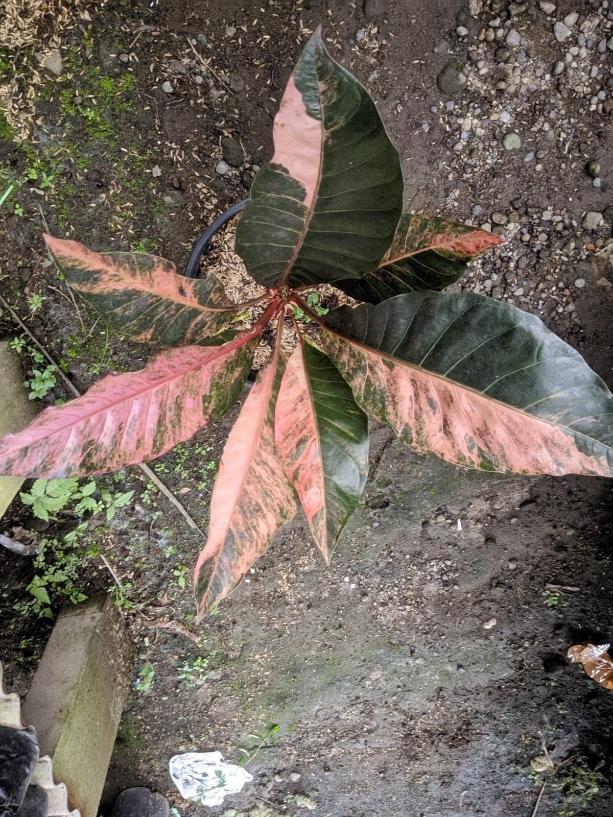 Anthurium Hookeri Pink Variegated Big Size Real Picture Very Beauty